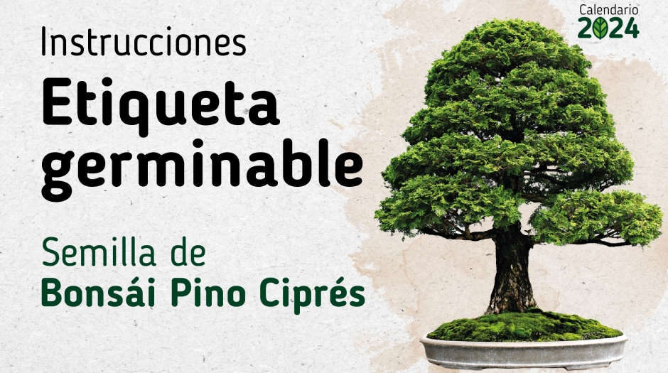 ¿Cómo se planta el papel semilla?